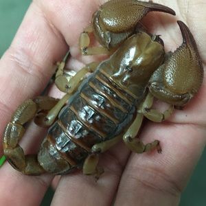 Meet your Posher, Melanie